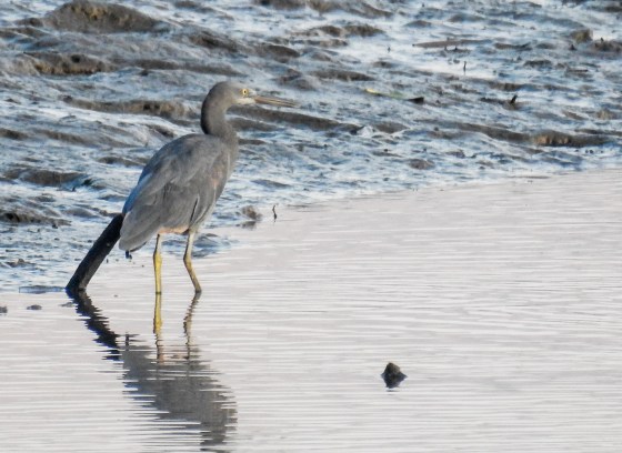Western reef egret dark morph