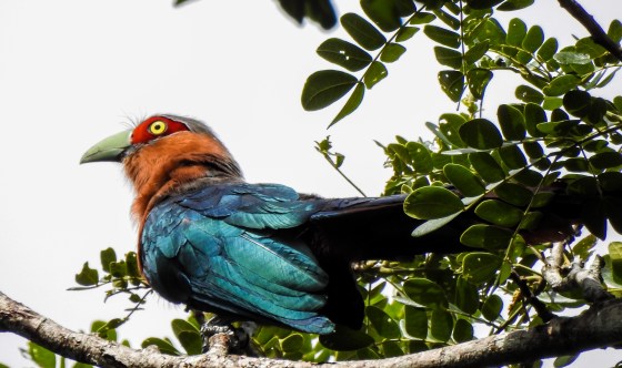 chestnut breasted malkoho. irawan