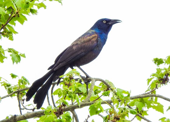 commongracklebluehills boston