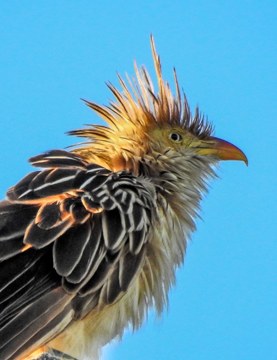 guigara or punk rock cuckoo