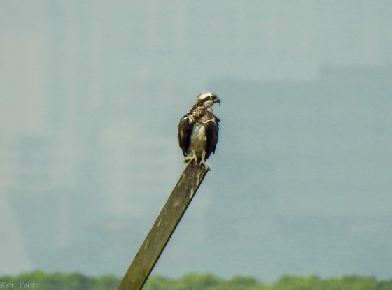 osprey maipo