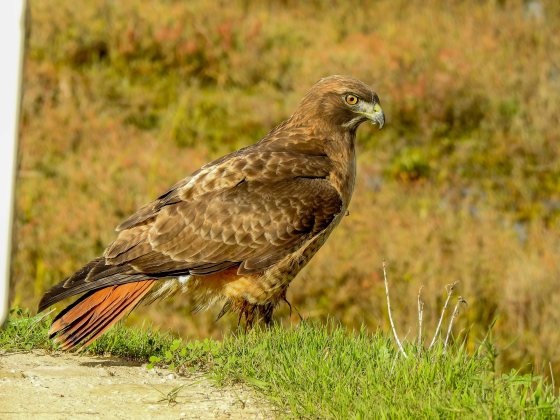 red tailed hawk newport beach