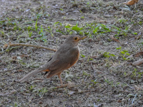 Rufous bellied thrush