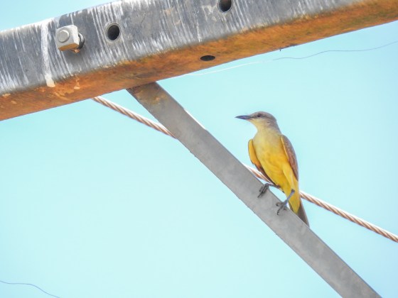 Tropical Kingbird