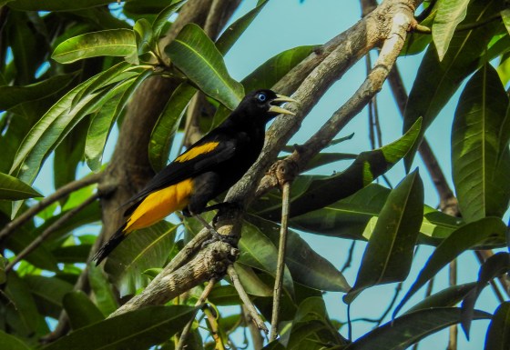 yellow rumped cacique