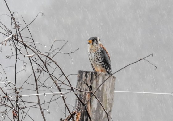 American Kestrel