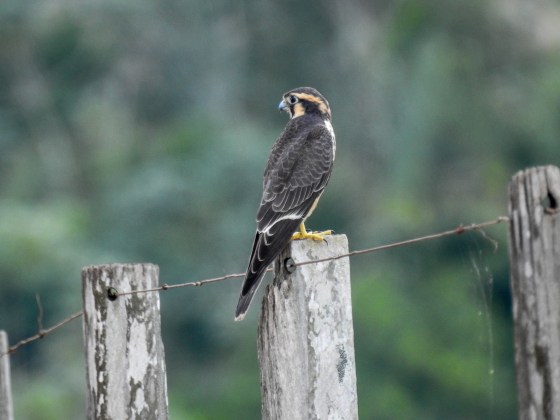 Aplomado Falcon (2)