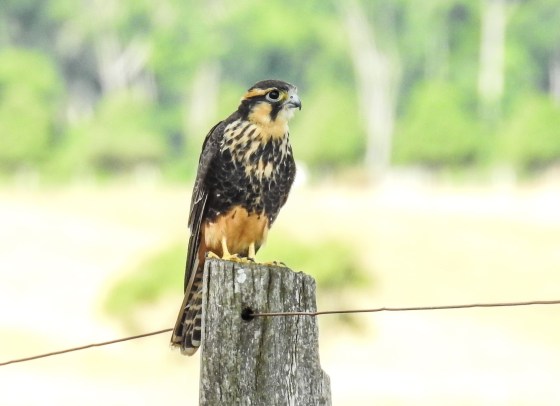 Aplomado Falcon