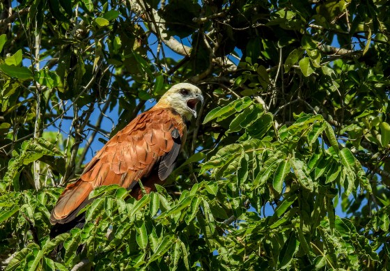 Black collared hawk