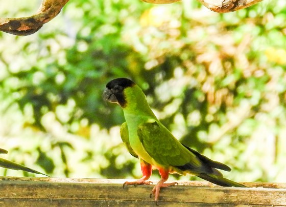 Black hooded parakeet