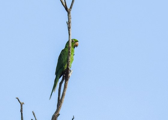 blue crowned parakeet
