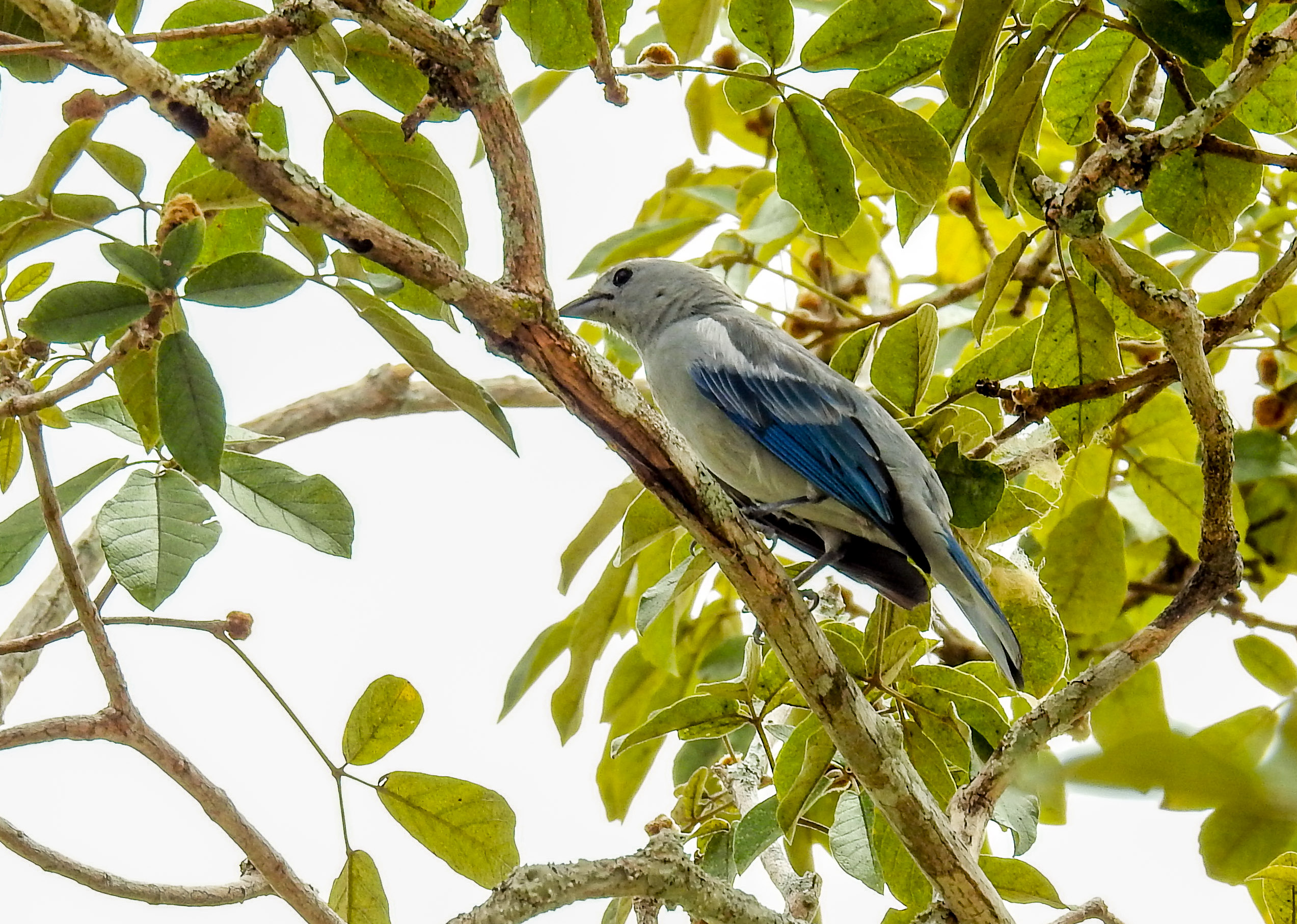 blue-gray tanager (3)