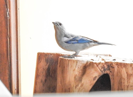 blue-gray tanager
