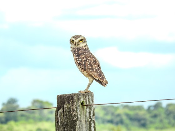 Burrowing owl