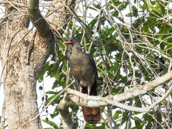 chaco chachalaca