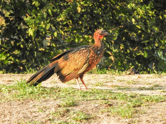 chestnut bellied guan