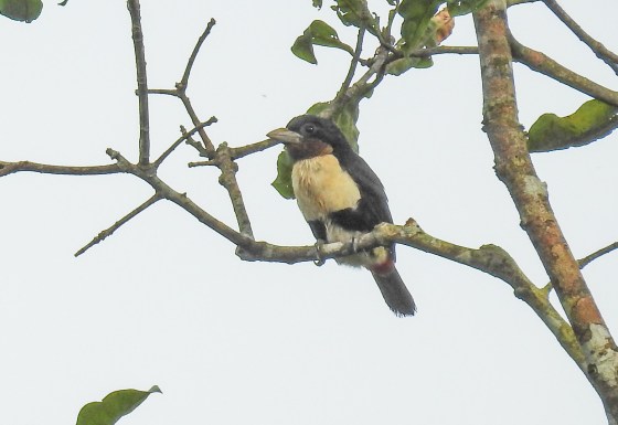 female black girdled barbet