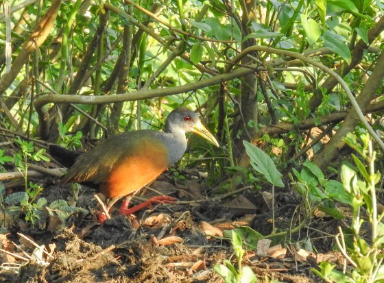 grey necked wood rail