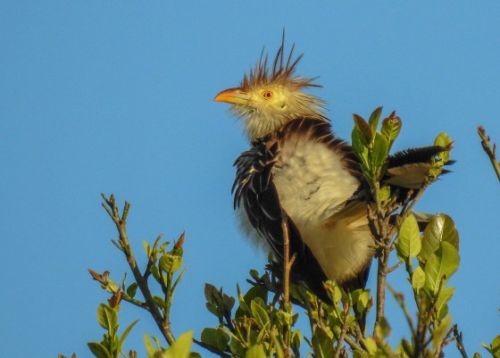 guira cuckoo