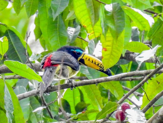 lettered aracari (2)
