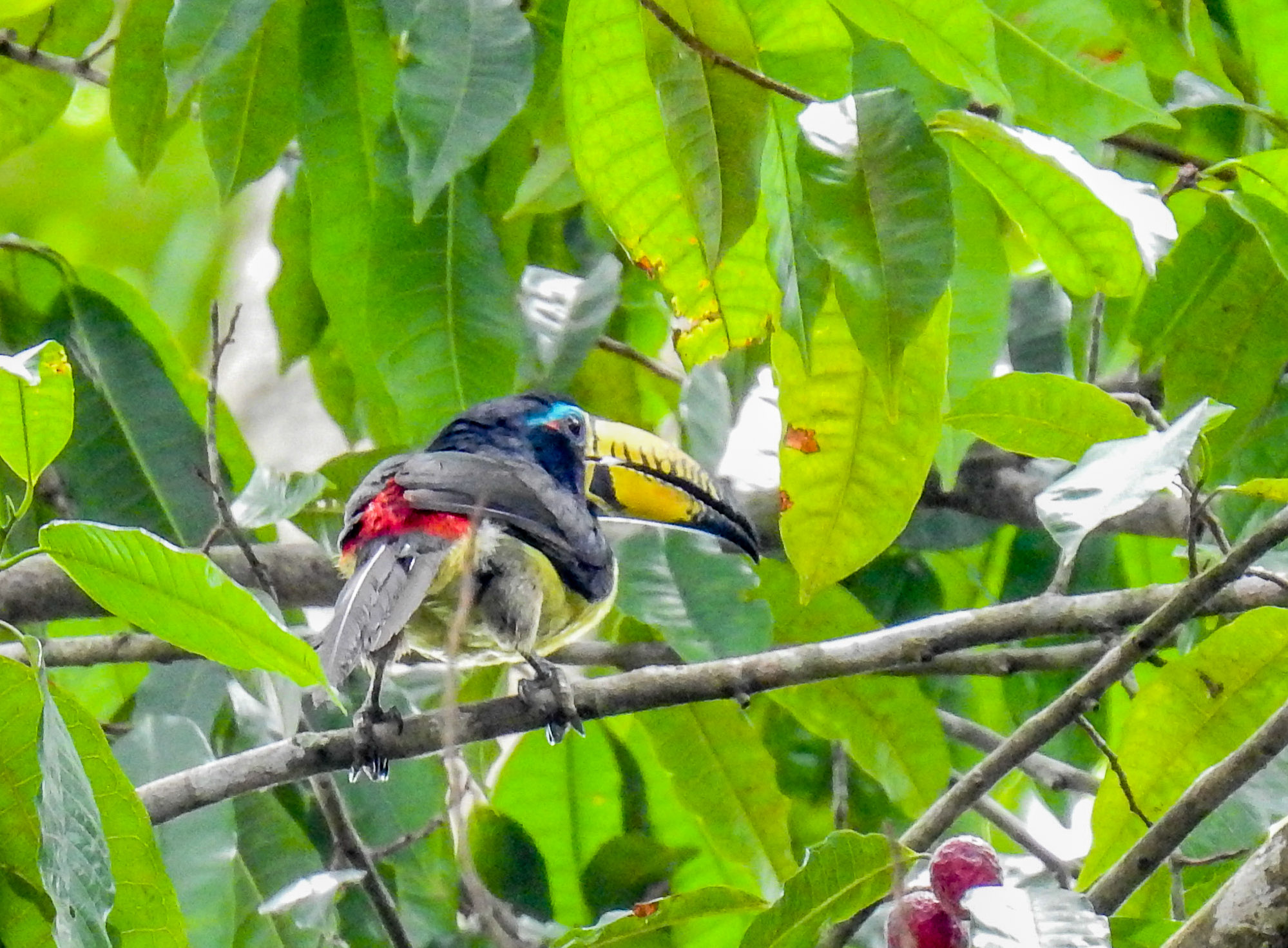 lettered aracari