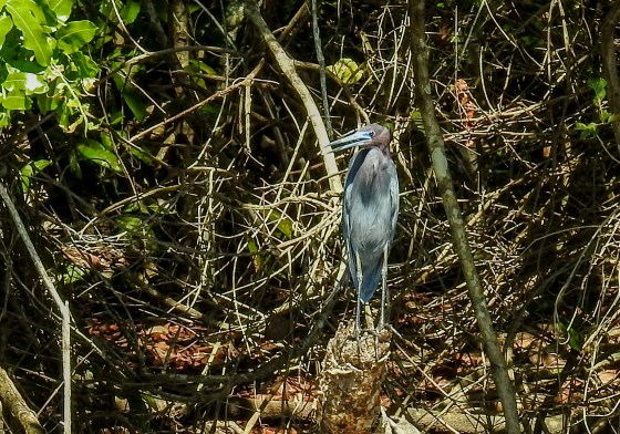 little blue heron