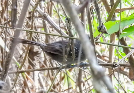 matto grosso antbird