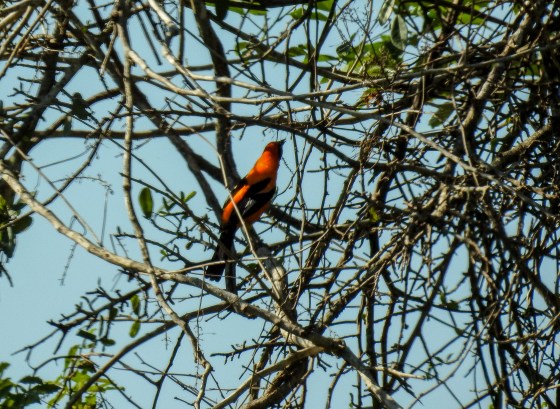 orange backed troupial