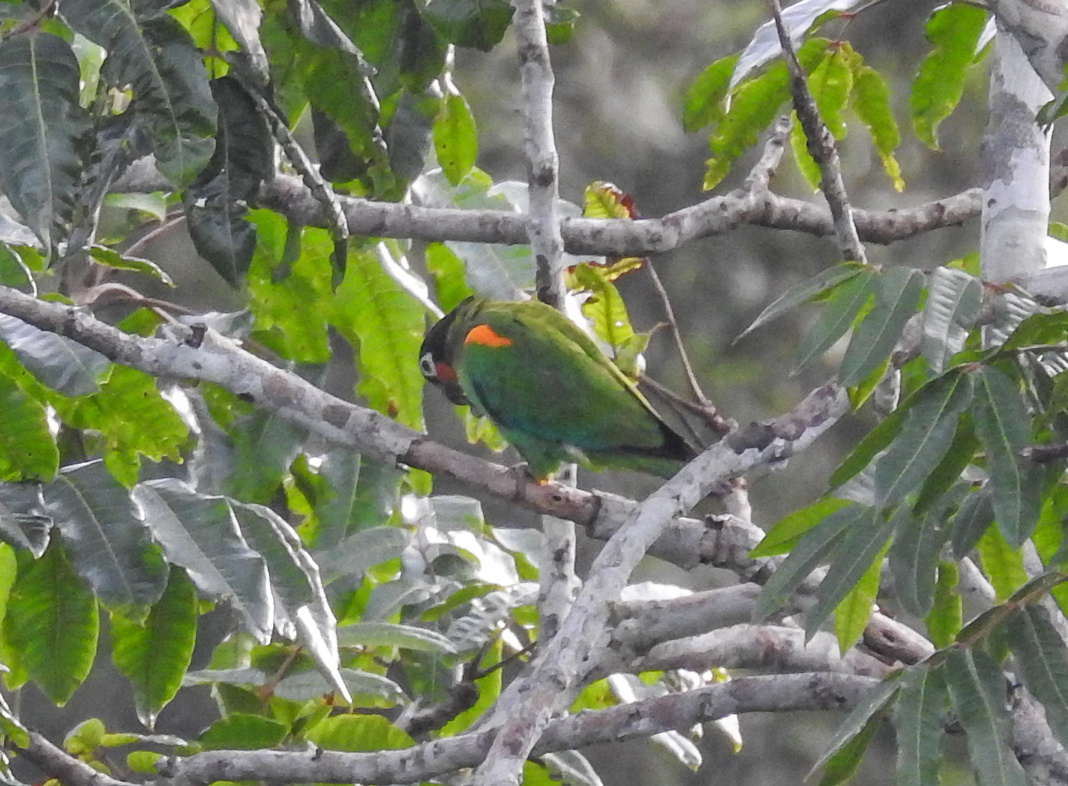 orange cheeked parrot (2)