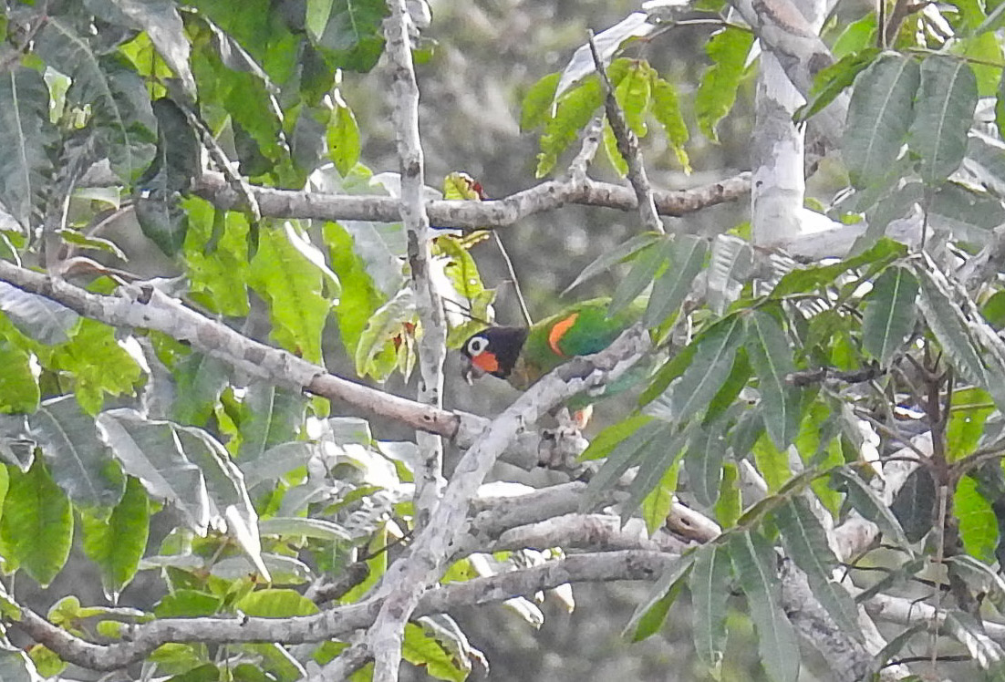 orange cheeked parrot