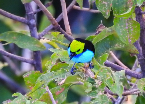 paradise tanager
