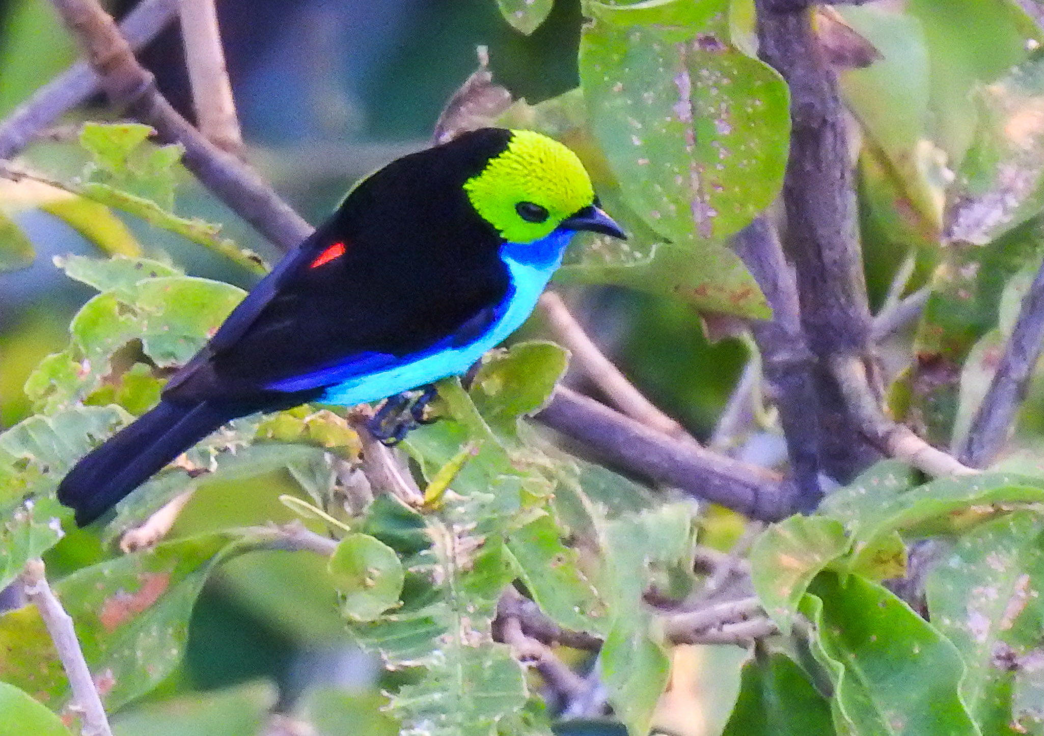 paradise tanager (2)