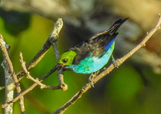 paradise tanager