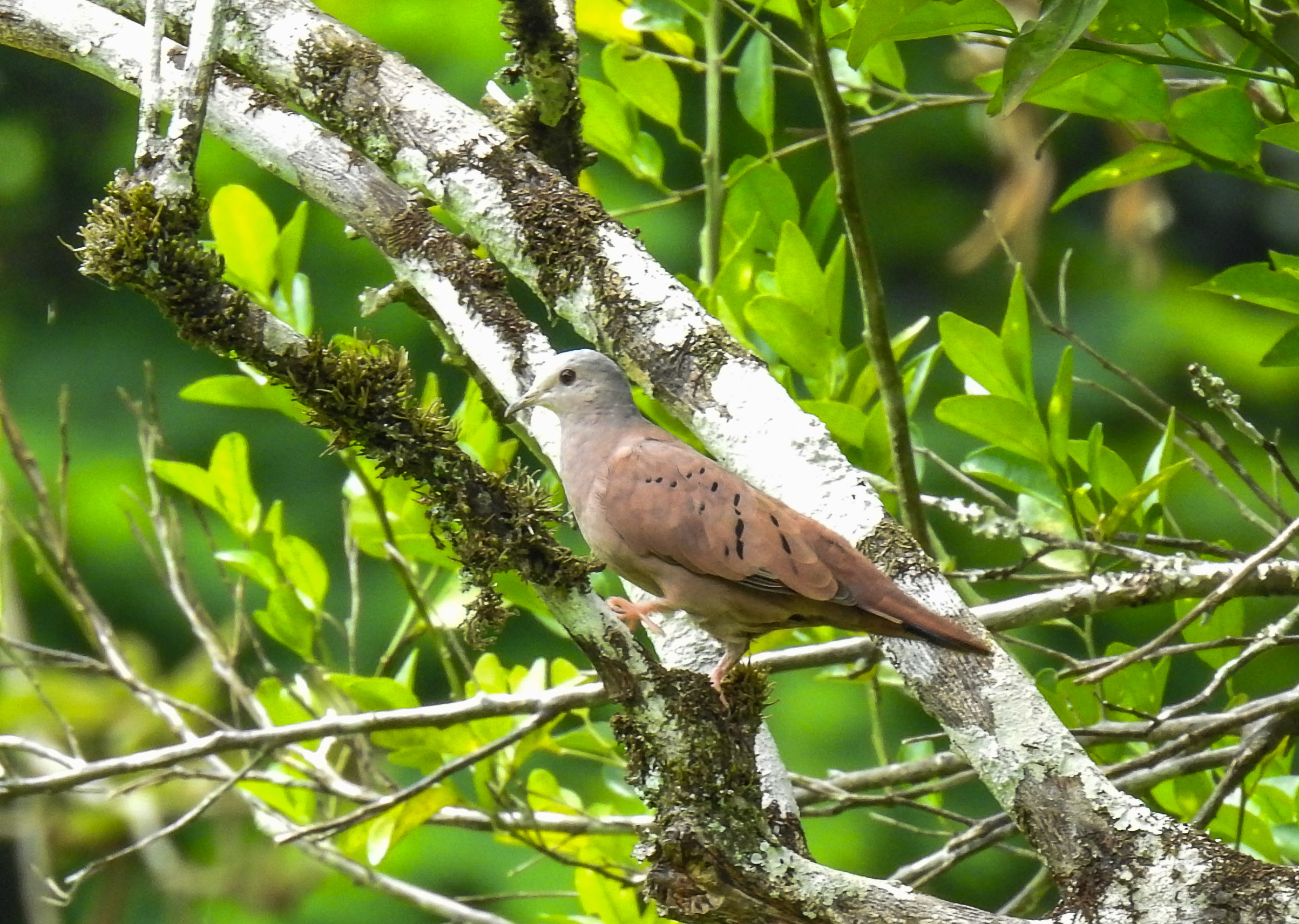plain breasted ground dove