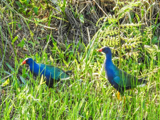 purple gallinule