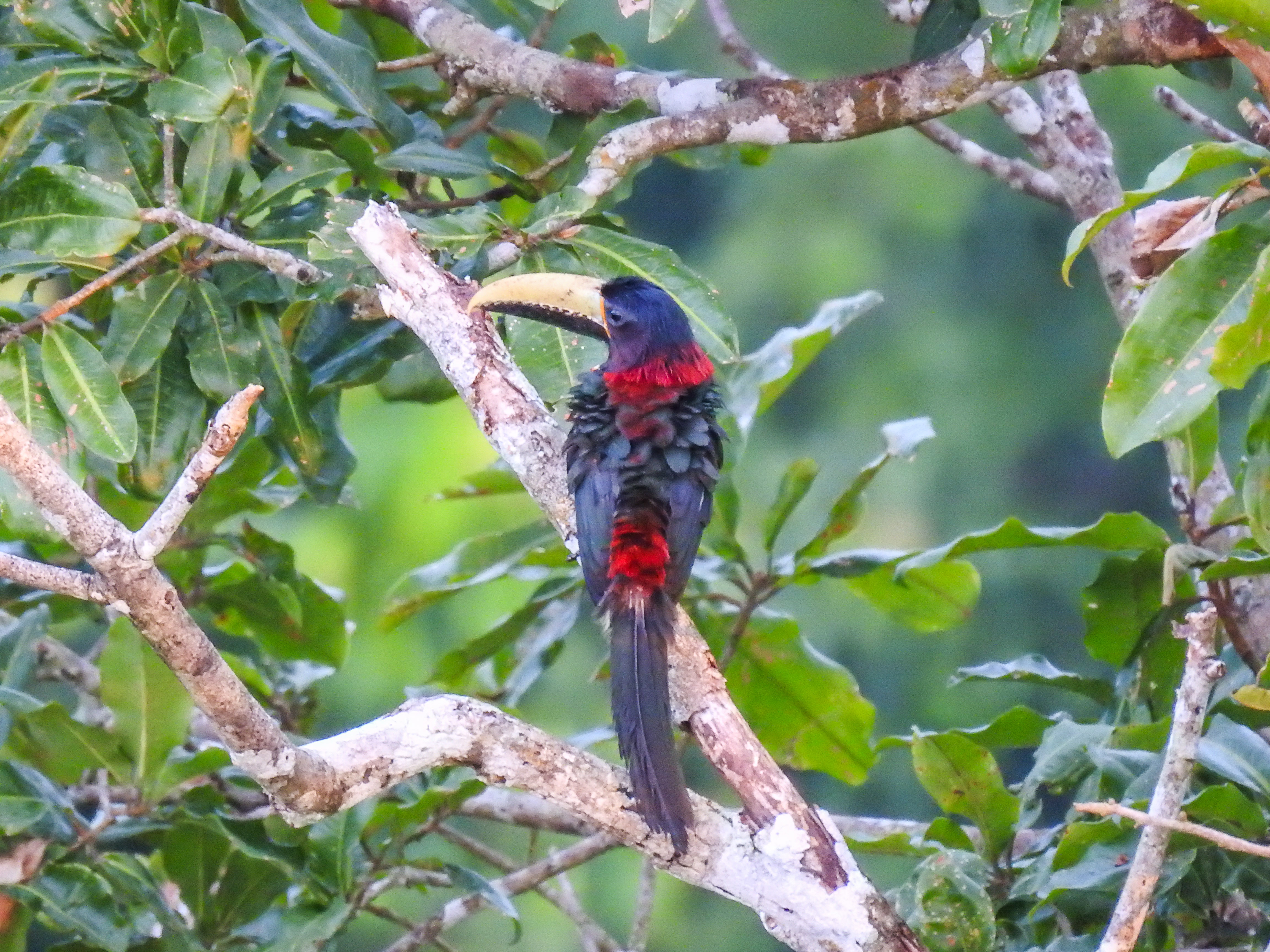 red necked aracari (2)