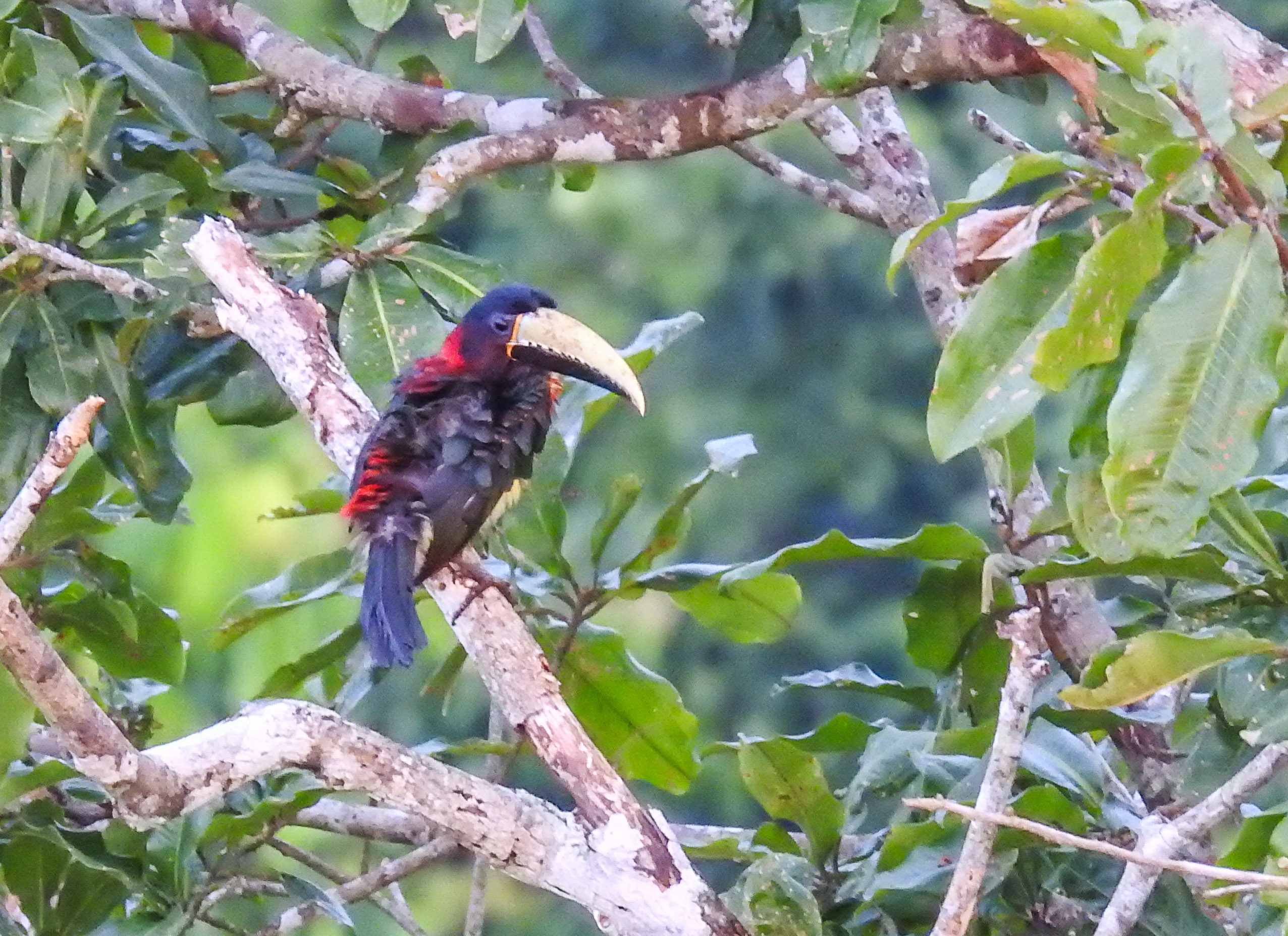 red necked aracari