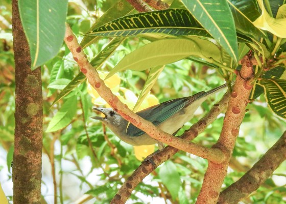 Sayaca tanager