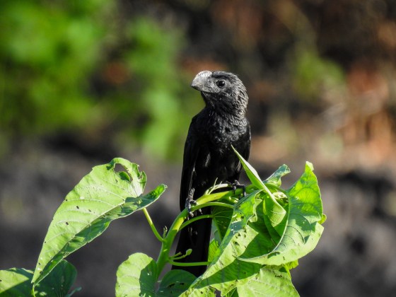 smooth billed ani