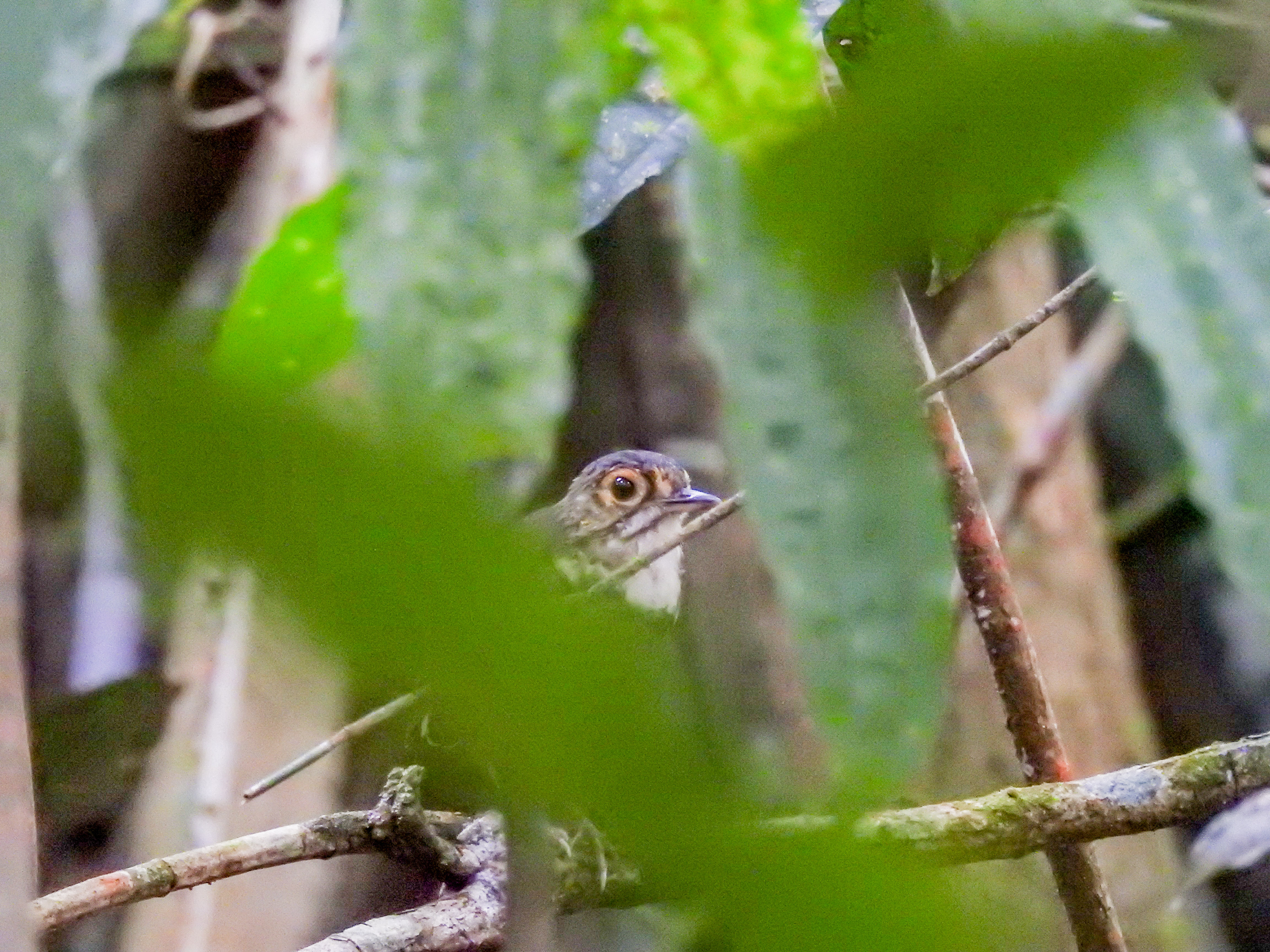 spotted antpitta (2)
