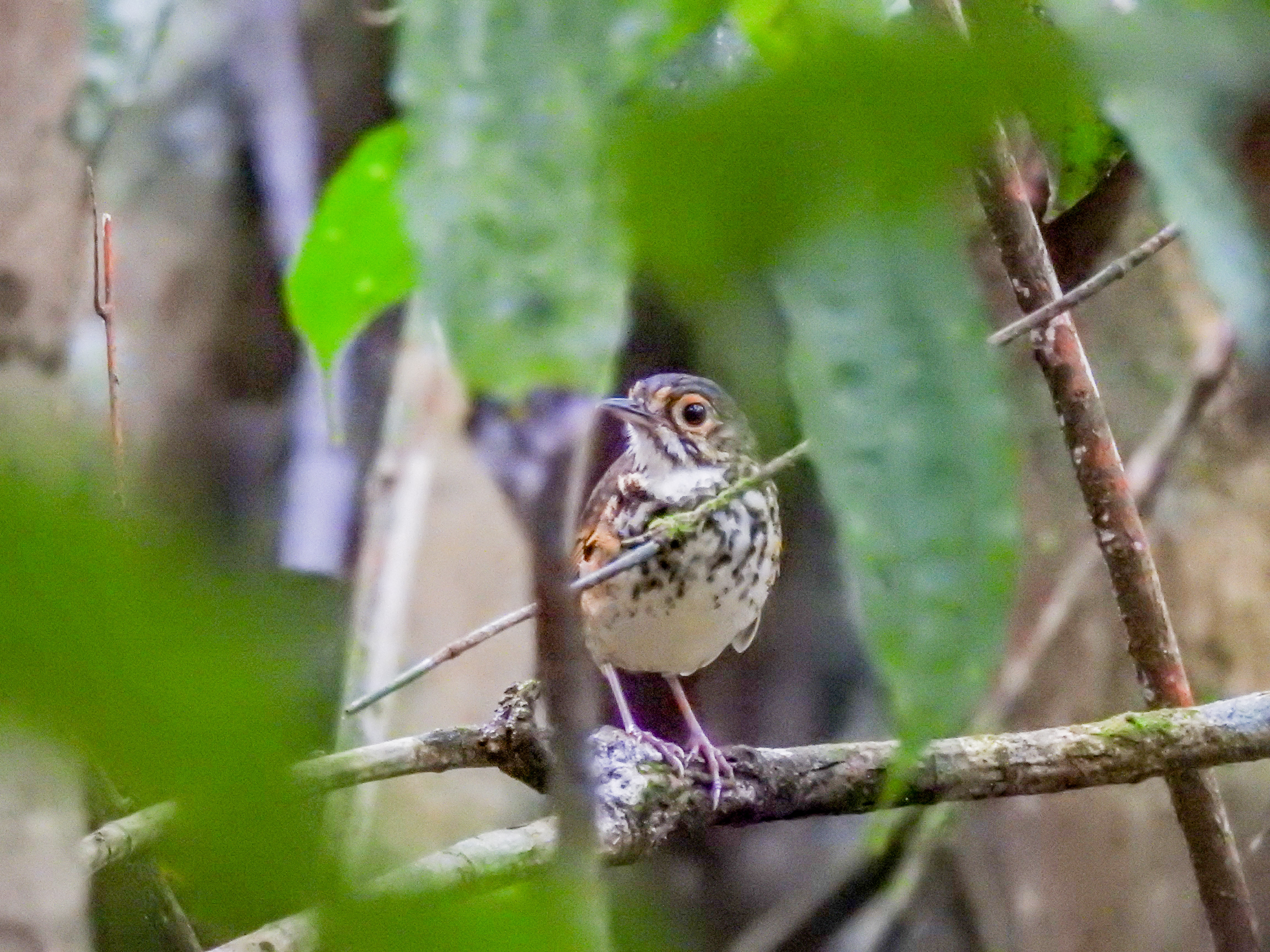 spotted antpitta (3)