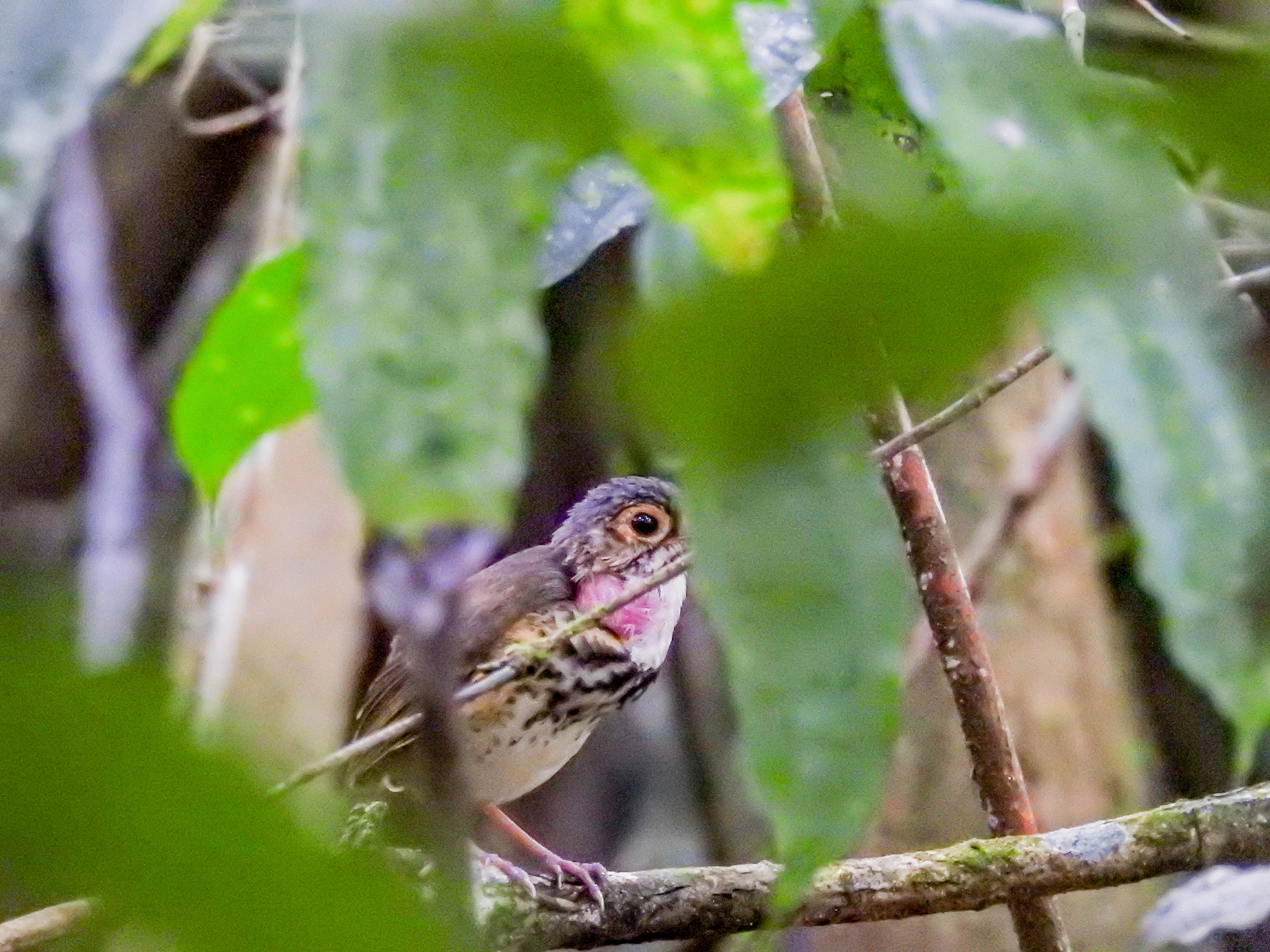 spotted antpitta (4)