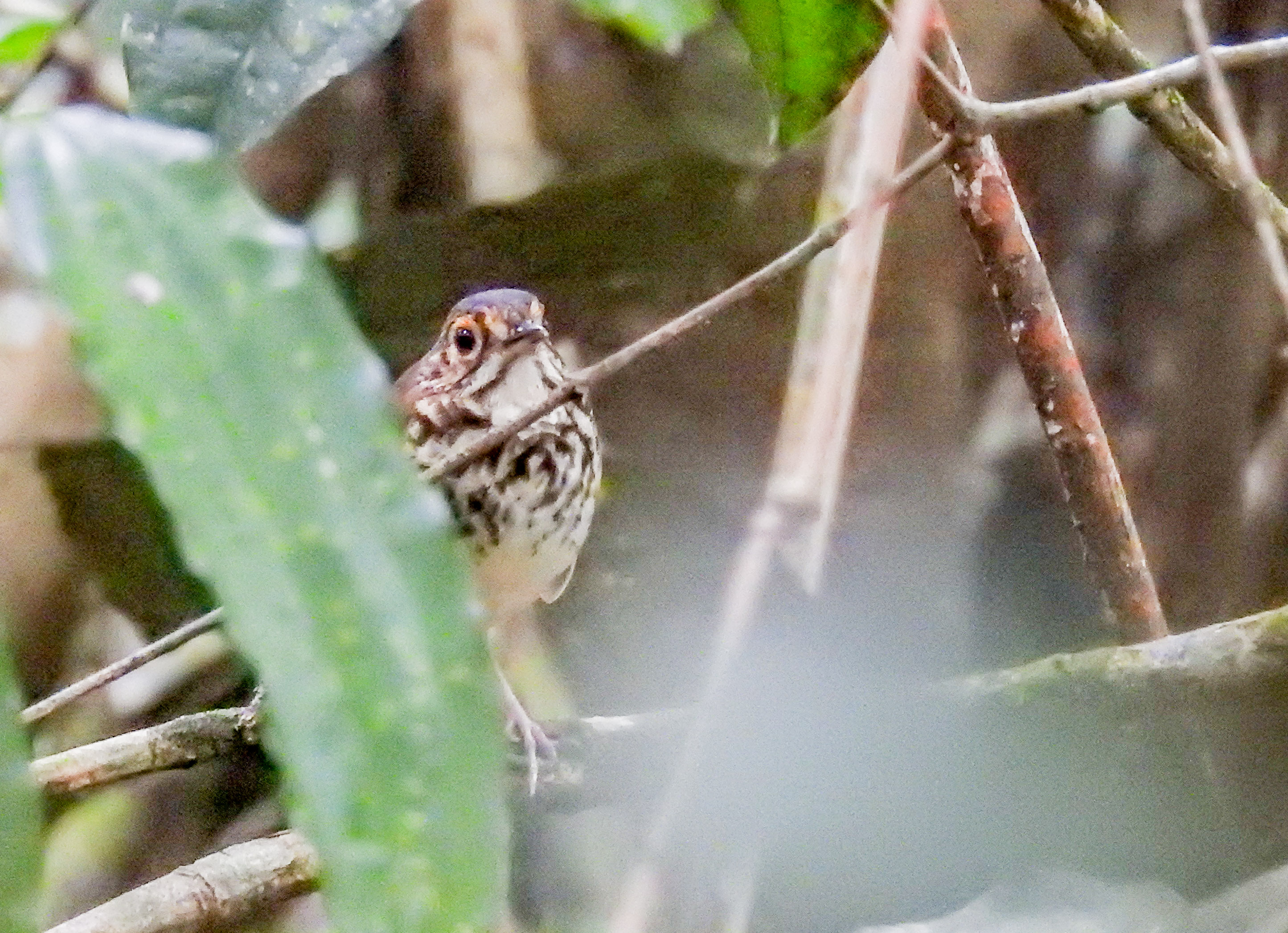 spotted antpitta