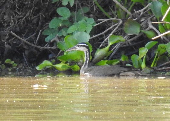 sun grebe