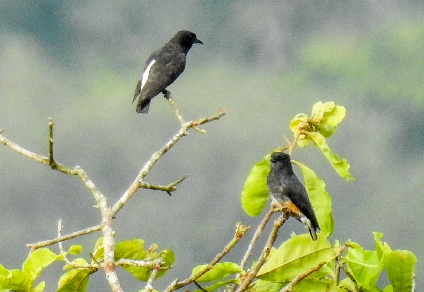 swallow winged puffbird (5)