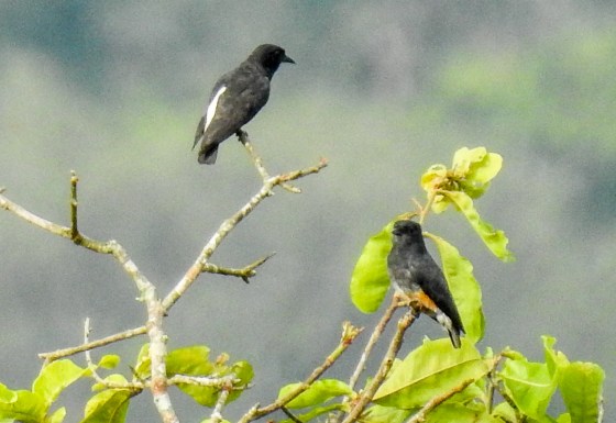 swallow winged puffbird (5)