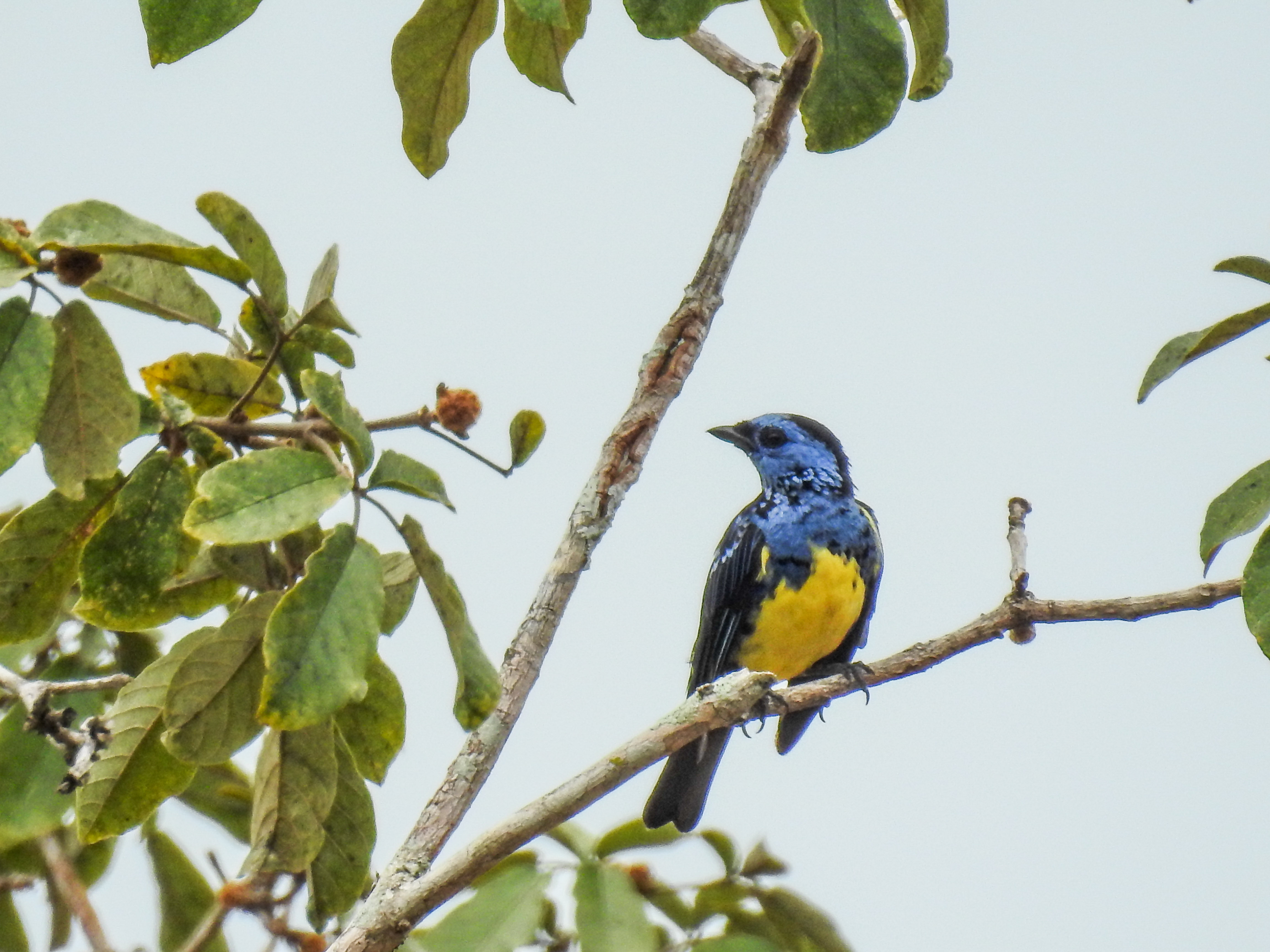 turquoise tanager (2)