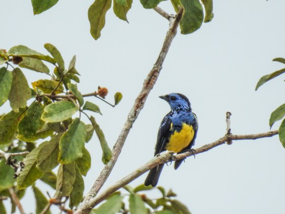 turquoise tanager (2)