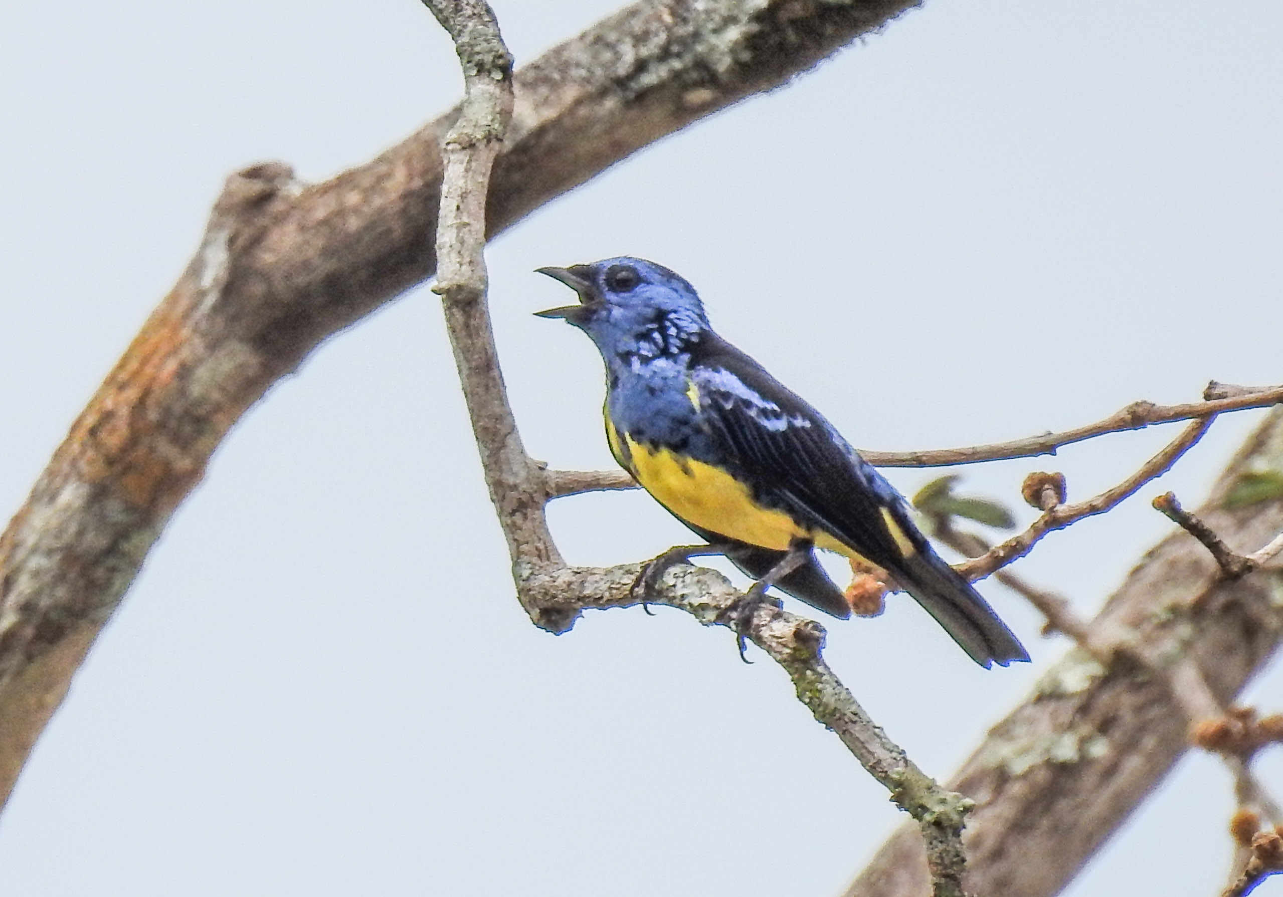 turquoise tanager (3)