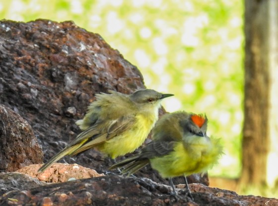 white throated kingbird